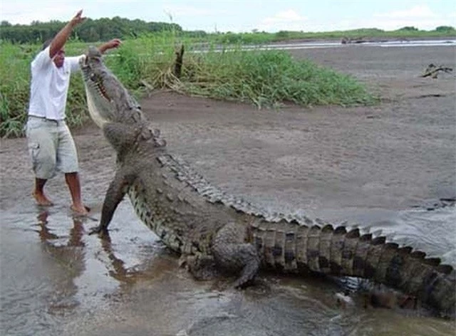Top 5 điều kỳ thú về cá sấu nước mặn - loài bò sát đáng sợ nhất Trái Đất hiện tại, điều cuối sẽ khiến bạn rùng mình đấy - Ảnh 3.