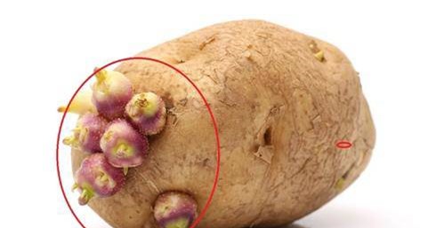 Những loại củ mọc mầm tuyệt đối không nên ăn