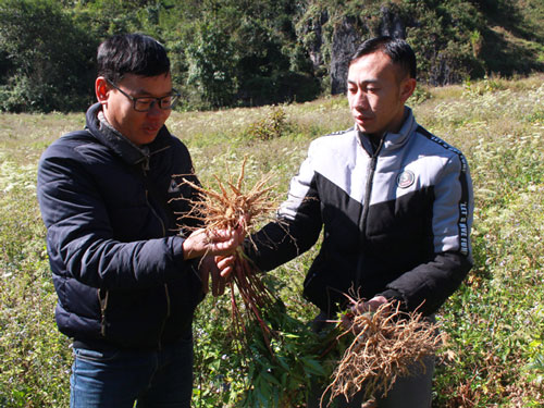Hà Giang: Hiệu quả từ mô hình trồng cây Đương quy 