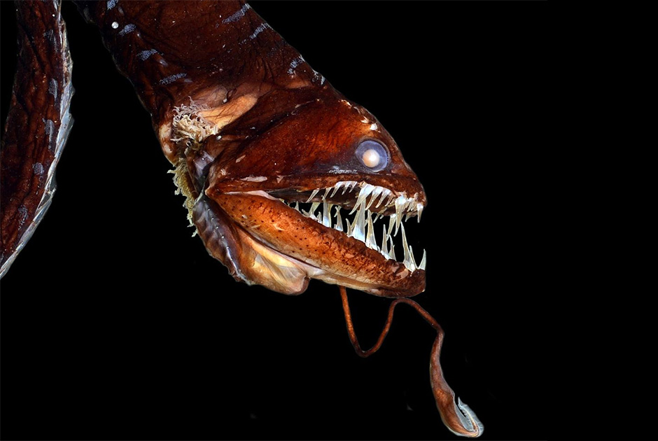 Chùm ảnh những thủy quái phát sáng đáng sợ nhất đại dương