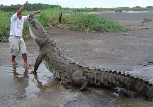 Top 5 điều kỳ thú về cá sấu nước mặn - loài bò sát đáng sợ nhất Trái Đất hiện tại, điều cuối sẽ khiến bạn rùng mình đấy