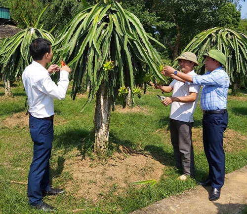 Mô hình trồng thanh long của gia đình ông Bùi Văn Nhưng, xã Vũ Bình (Lạc Sơn).