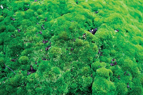 Trồng... rêu trên sao Hỏa