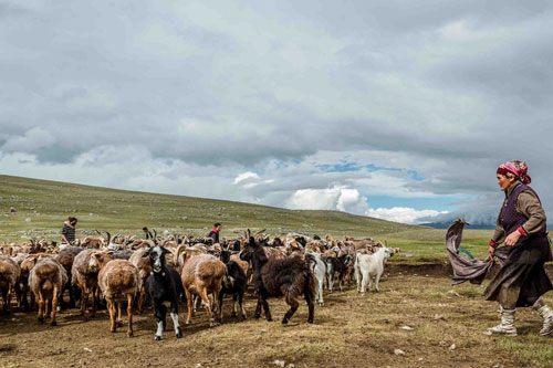 Cuộc sống như phim của những người du mục cuối cùng ở Mông Cổ