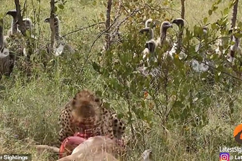 Ảnh động vật: Báo đốm, kền kền, sư tử giành mồi như phim hành động