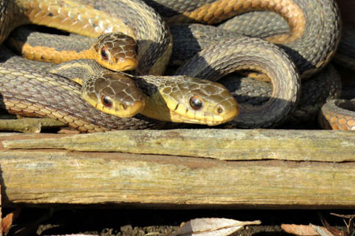 Tình bạn của loài rắn