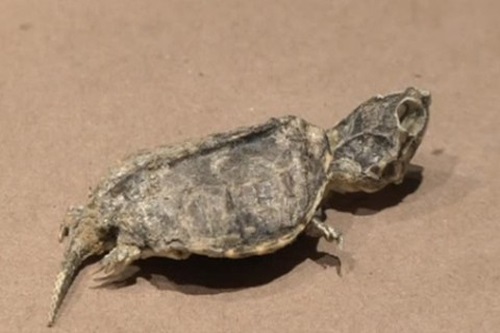 'Bất ngờ' với bí ẩn của hóa thạch rùa 65 triệu năm tuổi