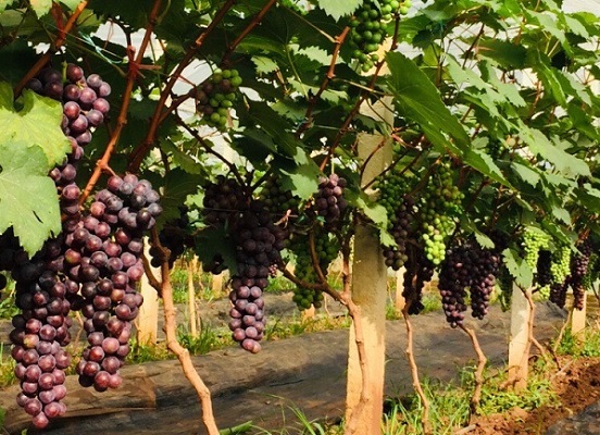 "Cây cầu" đưa thành công giống nho Hạ Đen không hạt về Sơn La 