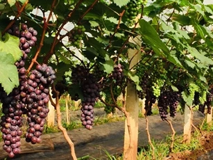 "Cây cầu" đưa thành công giống nho Hạ Đen không hạt về Sơn La