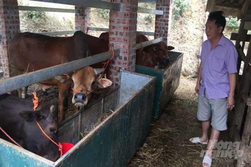 Cao Bằng: Mô hình vỗ béo bò cho thu nhập cao