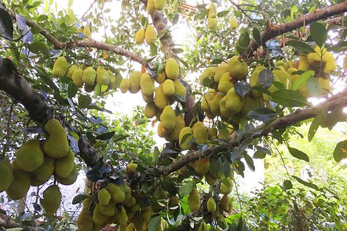 Mãn nhãn những loại cây "mắn" nhất thế giới, có cây cho hàng chục nghìn quả