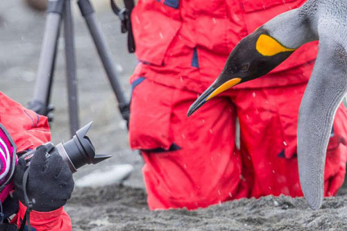 Phân chim cánh cụt tạo ra khí cười khiến các nhà khoa học “say”