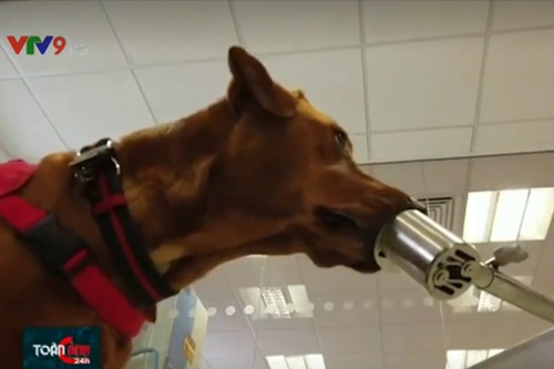 Huấn luyện chó phát hiện người nhiễm COVID-19