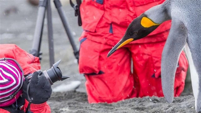 Phân chim cánh cụt tạo ra khí cười khiến các nhà khoa học “say” - 1