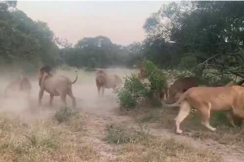 Cố ý đuổi con ra khỏi đàn, sư tử đực bị ‘dàn hậu cung’ tấn công dữ dội