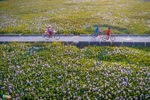 Cận cảnh vẻ đẹp của hoa lục bình tím