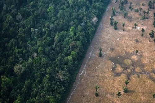 Rừng Amazon đang bị chặt phá với tốc độ đáng báo động (Ảnh: Bloomberg)