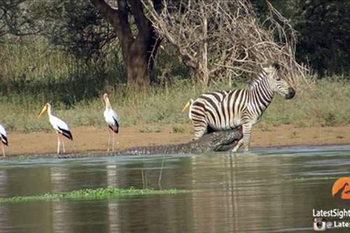 Ảnh động vật: Ngựa vằn thoát hàm cá sấu thần kỳ