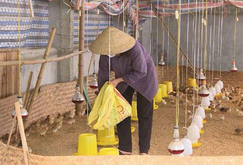 Thanh Hóa: Nuôi gà theo chuỗi không lo bị ế