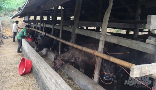 Hệ thống chuồng trại nuôi trâu, bò của chị Nguyễn Thị Tiên sạch sẽ, thoáng mát. Ảnh: Kông Hải.