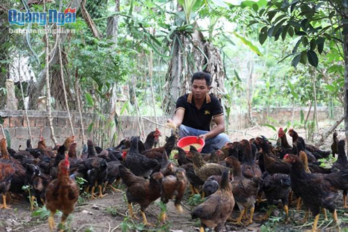 Quảng Ngãi: Vươn lên làm giàu từ vùng đất sỏi đá