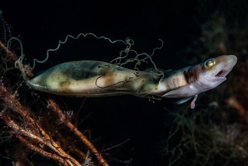 Ngỡ ngàng với những 'điều bất ngờ' dưới đáy đại dương