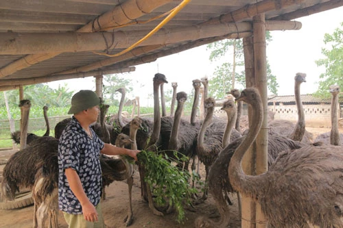 Mô hình nuôi đà điểu của gia đình anh Phan Sỹ Hải, xóm Mỵ, xã Yên Mông (TP Hòa Bình) đem lại hiệu quả kinh tế cao.