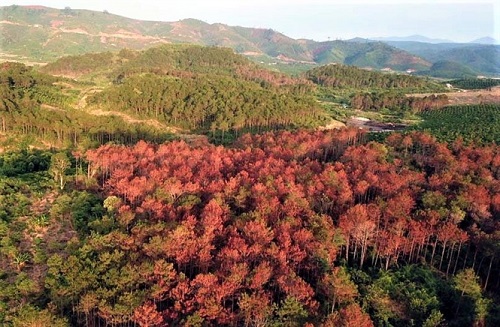 Lâm Đồng: Tập đoàn Tân Mai có nhiều vi phạm tại diện tích đất thuê trồng rừng