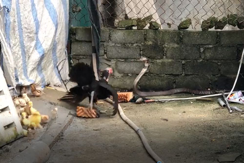 CLIP: Gà mẹ liều mạng tấn công rắn hổ mang để bảo vệ đàn con