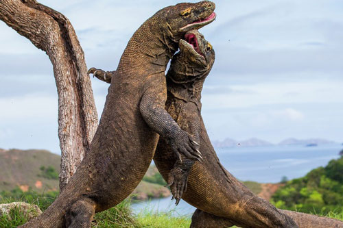 Kỳ công săn ảnh động vật hoang dã ở những điểm nguy hiểm nhất thế giới