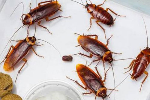 Gián rất sợ một loại quả, cứ đặt trong nhà là cả đàn kéo nhau "chạy mất dép"