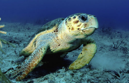 Các loài động vật nín thở lâu nhất thế giới: Hít 1 hơi sống trong 10 tiếng