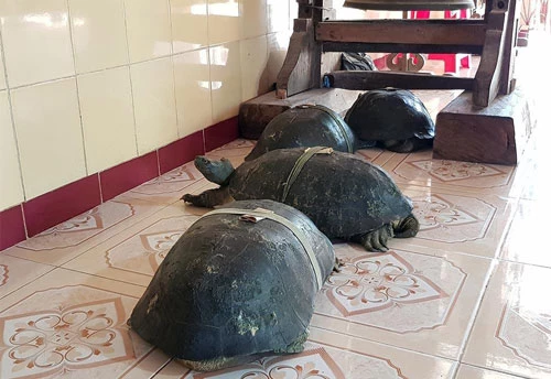 Những "cụ rùa" sống trong ngôi chùa Phước Kiển.