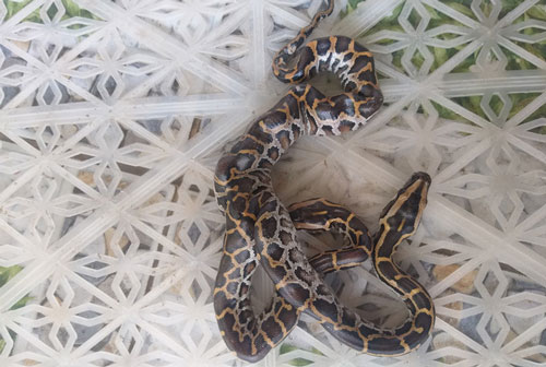 Người dân đổ xô đi xem trăn 2 đầu kỳ lạ, trả giá 15 triệu, lão nông miền Tây vẫn chưa bán