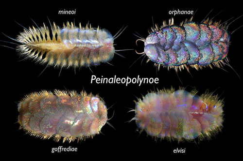 Phát hiện bốn loài sâu biển mới