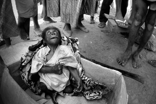 'Nhói lòng' về sự tàn nhẫn của con người với “mẹ” Thiên nhiên