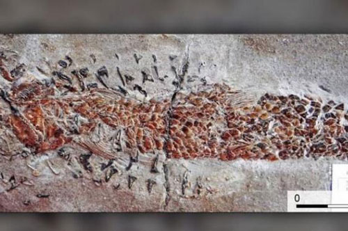 Mực tham ăn dẫn tới cái chết khủng khiếp dưới đáy biển cách đây 200 năm