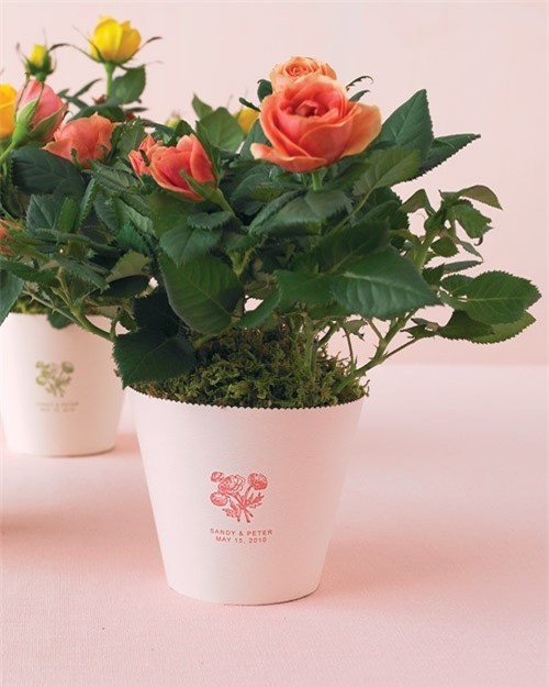 Cây cảnh nên và không nên bày trong phòng khách