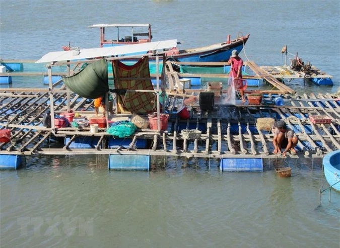 Mô hình lồng bè nuôi hàu đang được phát triển ở Đầm Nại. (Ảnh: Nguyễn Thành/TTXVN)
