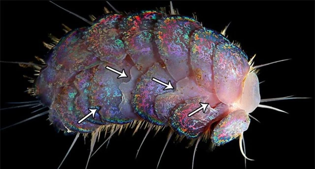 Phát hiện bốn loài sâu biển mới - 5