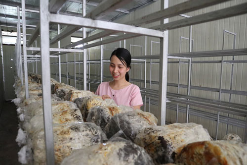 Bắc Ninh: Làm giàu từ trồng nấm rơm bằng công nghệ sinh học