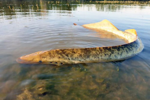 “Ma cà rồng biển” hút khô máu con mồi