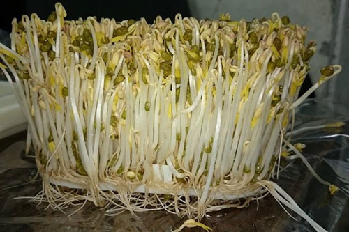 Mua giá đỗ thấy có màu này chớ dại đụng vào kẻo rước bệnh vào thân