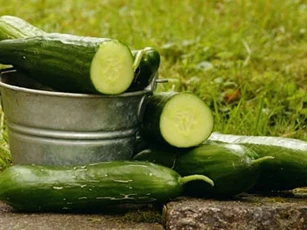Có 4 điều cấm kị cần chú ý khi ăn dưa chuột, đặc biệt là cái thứ hai