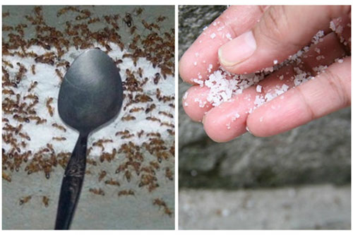 Cách "tiễn chân" kiến "một đi không trở lại" bằng nguyên liệu có sẵn, vừa nhanh gọn lại an toàn