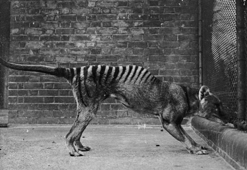 Siêu khuyển lai hổ: Sinh vật quý hiếm, bí ẩn tái xuất sau 84 năm được cho là tuyệt chủng?