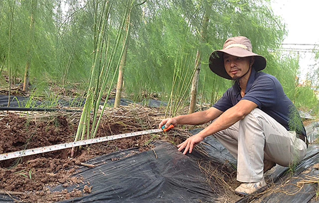 Trồng măng tây công nghệ cao đang mang lại thu nhập cao cho HTX Trường Xuân (Ảnh:TL)