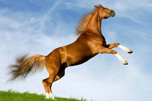 Tìm thấy vận may, 3 con giáp bất ngờ đổi vận, tài lộc bùng nổ, cuối năm dễ ôm tiền tỷ trong tay