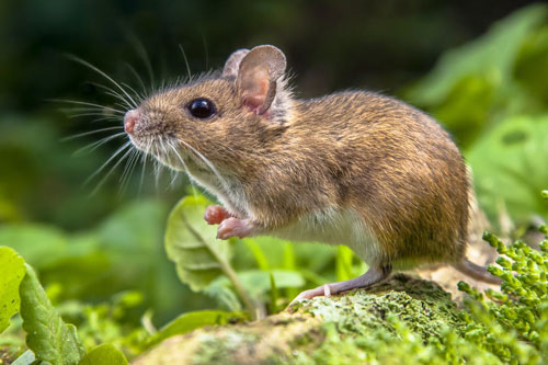 Tử vi của 12 con giáp trong tháng 4 nhuận và một số điều cần tránh