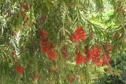 Những loại cây không nên trồng trước cửa nhà để tránh gặp họa